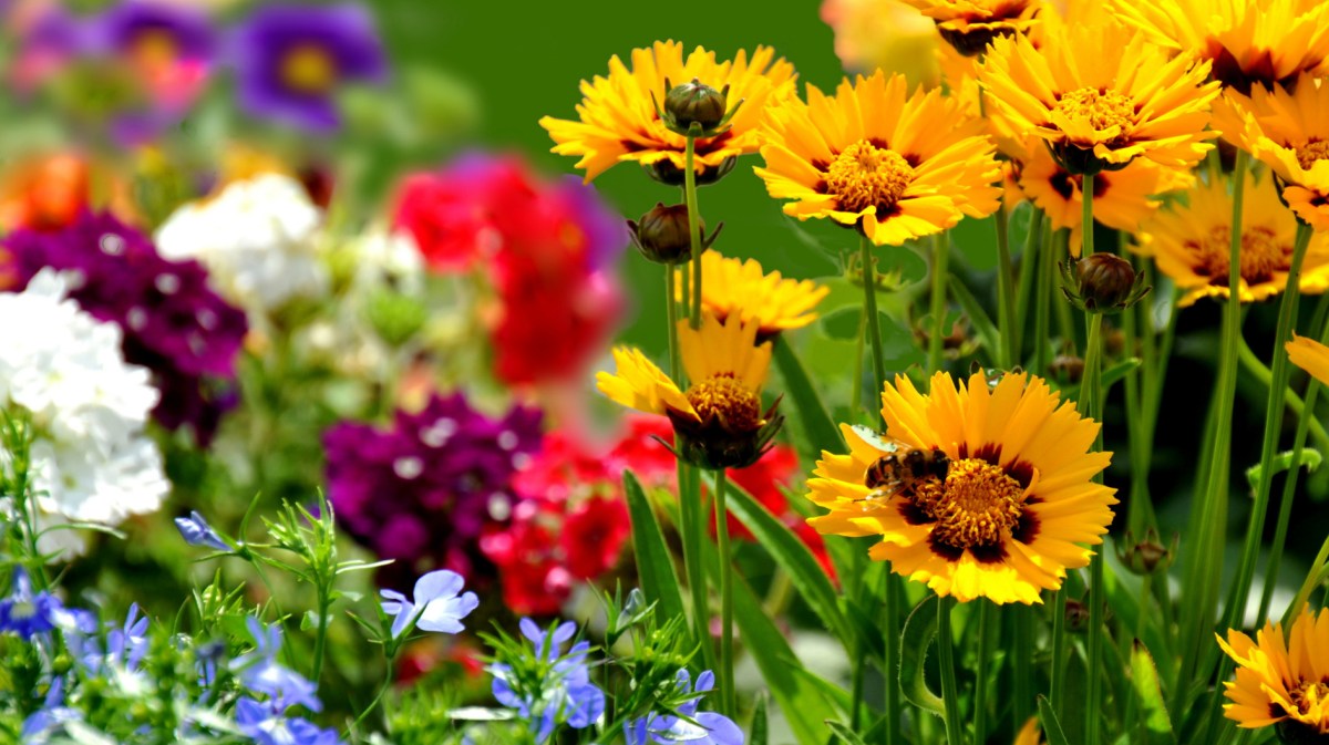 Gelbe Blumen in Garten mit Biene auf Blume.
