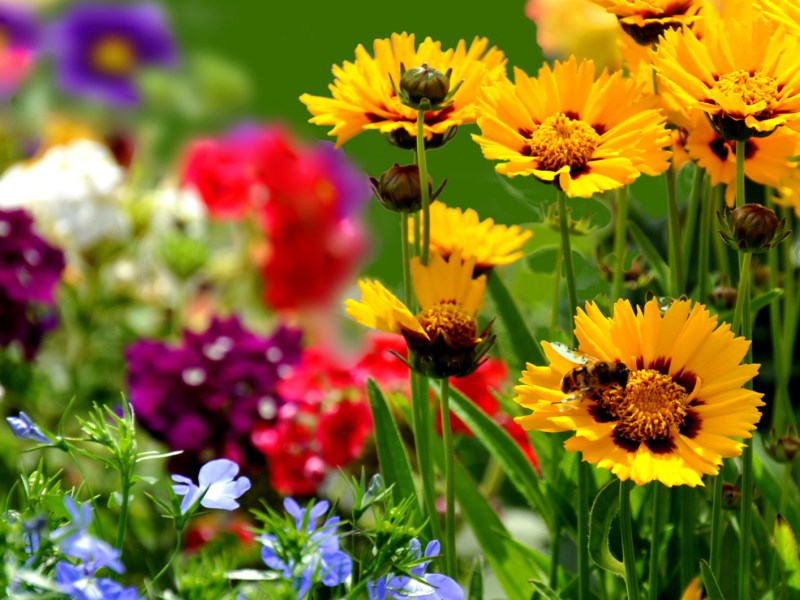 Gelbe Blumen in Garten mit Biene auf Blume.