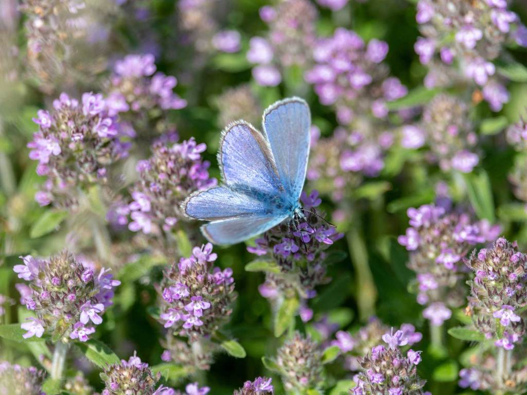 Bläuling auf Thymian Blüten