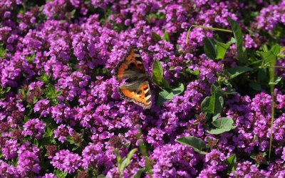 Bodendecker-Thymian mit lila Blüten, darauf ein Schmetterling