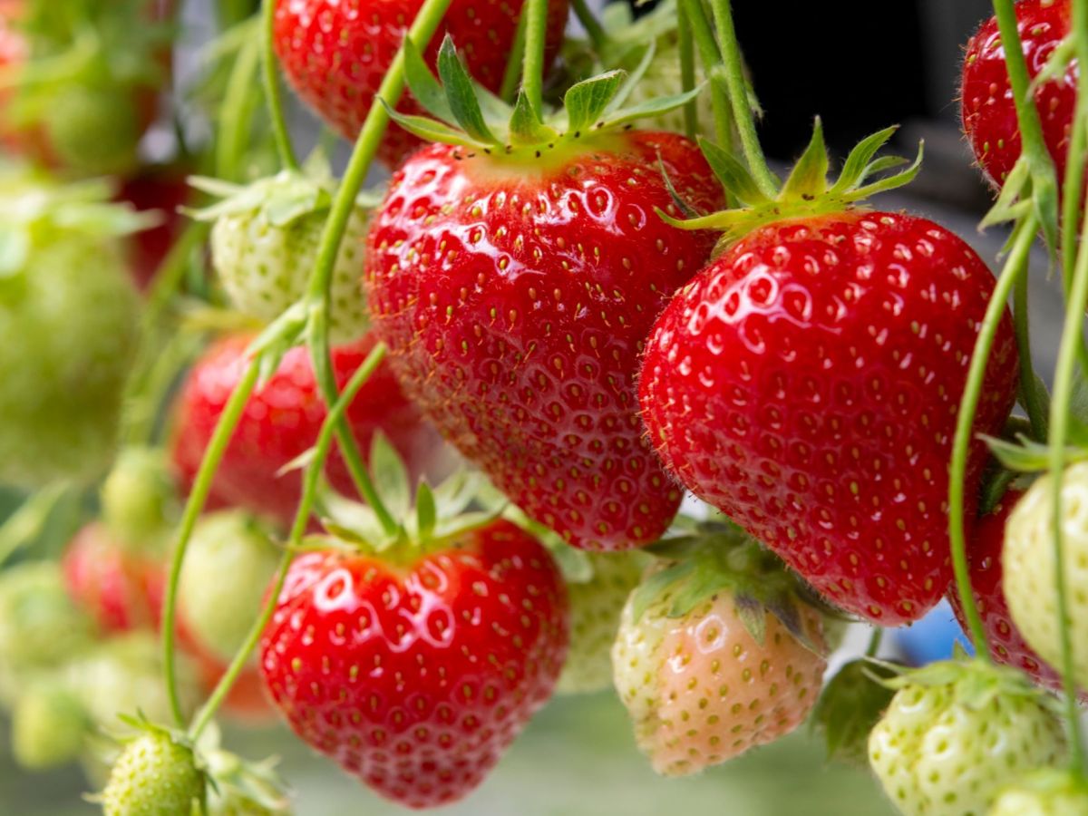Reiche Ernte: Der perfekte Erdbeer-Dünger besteht aus einem Küchenabfall