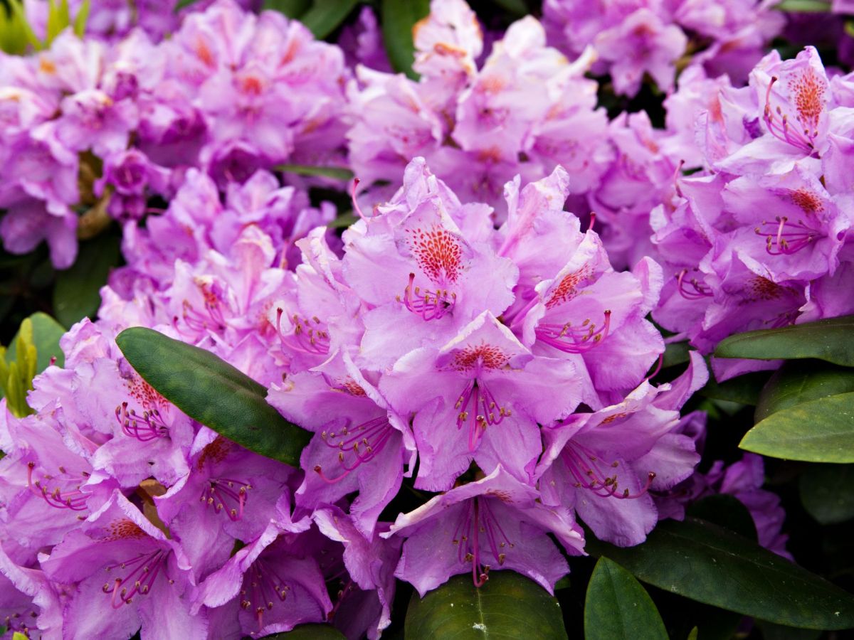 Rhododendron in lila