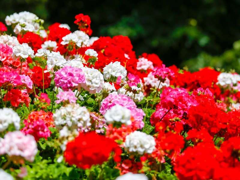 Geranien in rot, rosa und weiß