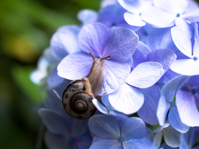 Schnecke auf blauer Hortensie im Garten