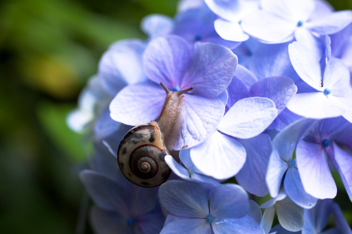 Schnecke auf blauer Hortensie im Garten