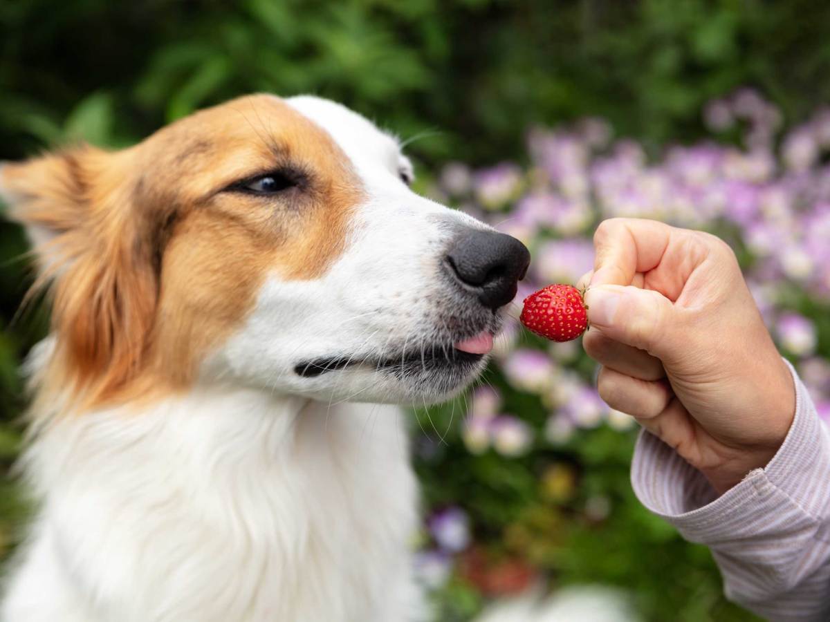 Frau füttert ihren Mischlingshund mit einer Erdbeere