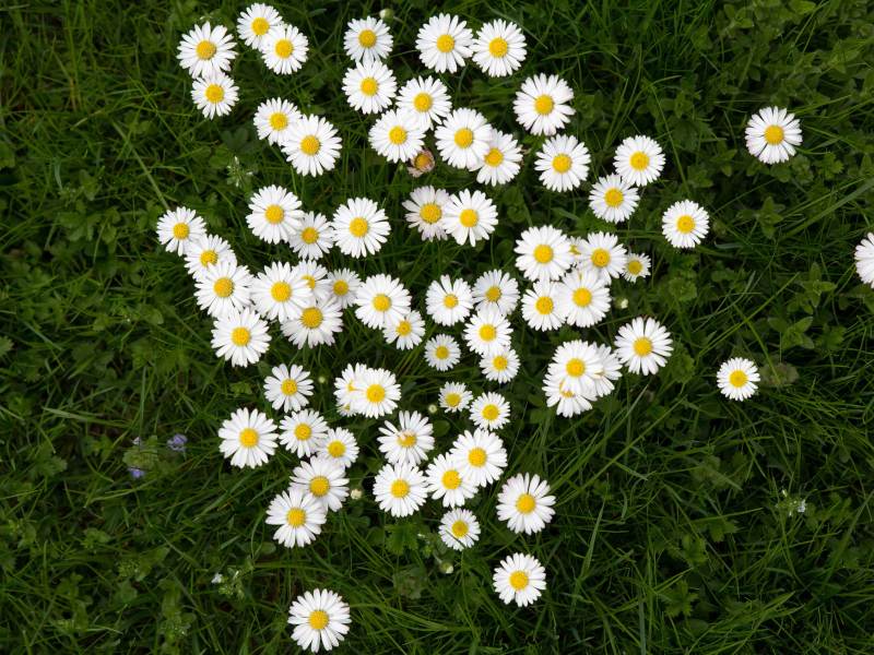 Gänseblümchen im Rasen, Draufsicht