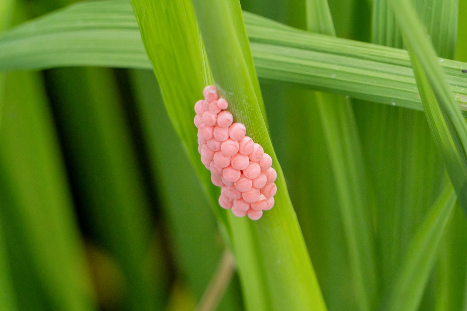 Rosa Eier im Garten entdeckt? Diese Schnecke steckt dahinter gofeminin