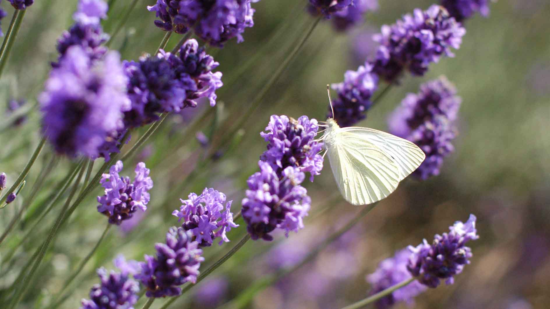 Lavendel düngen Das solltest du wissen gofeminin