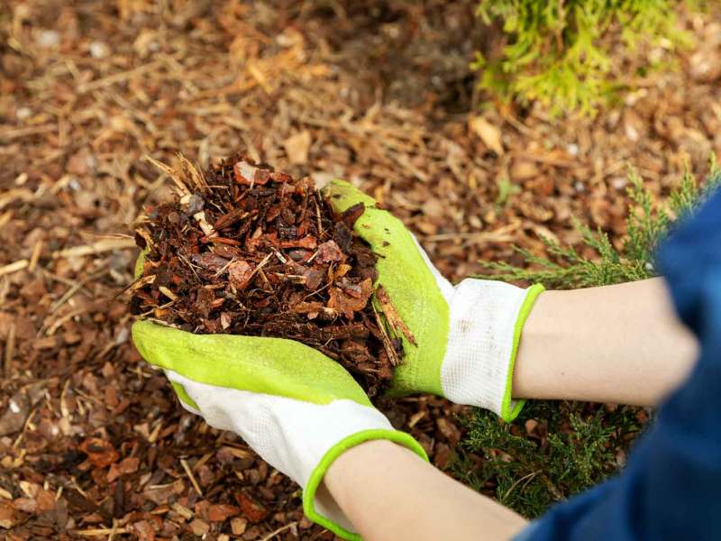 Frau mulcht ihren Garten.