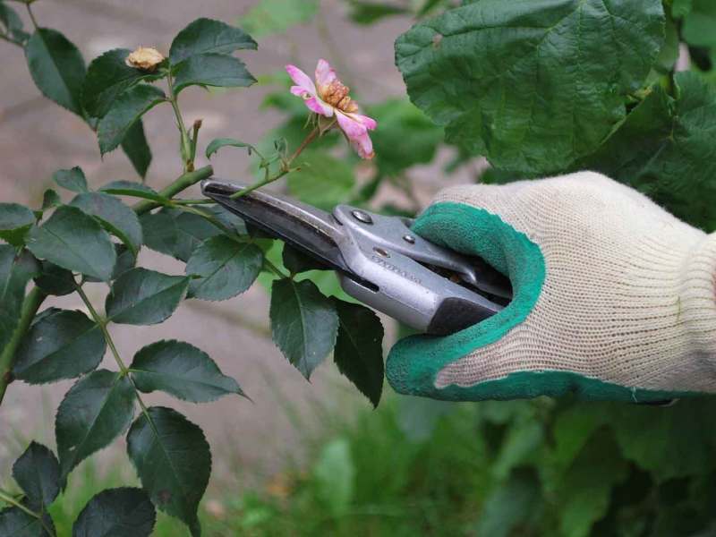 Frau schneidet einen Rosenstrauch.