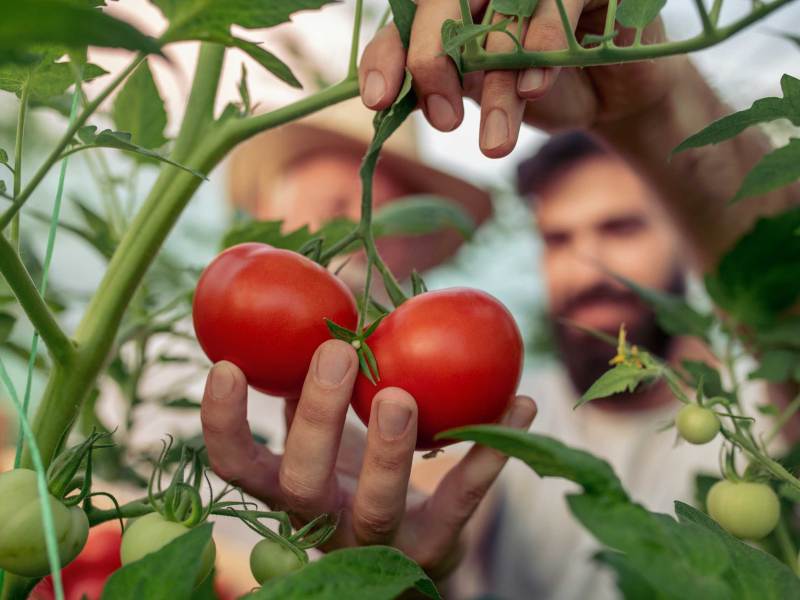 Zwei reife rote Tomaten werden von einer Hand in einem grünen Gewächshaus vorsichtig gepflückt.