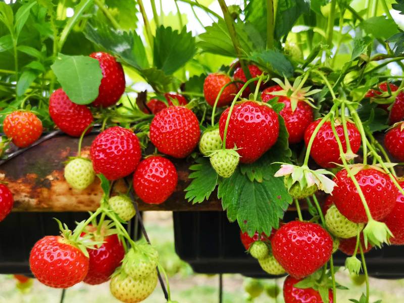 Balkonkasten mit Erdbeerpflanze. Reife und unreife Erdbeeren an Pflanze