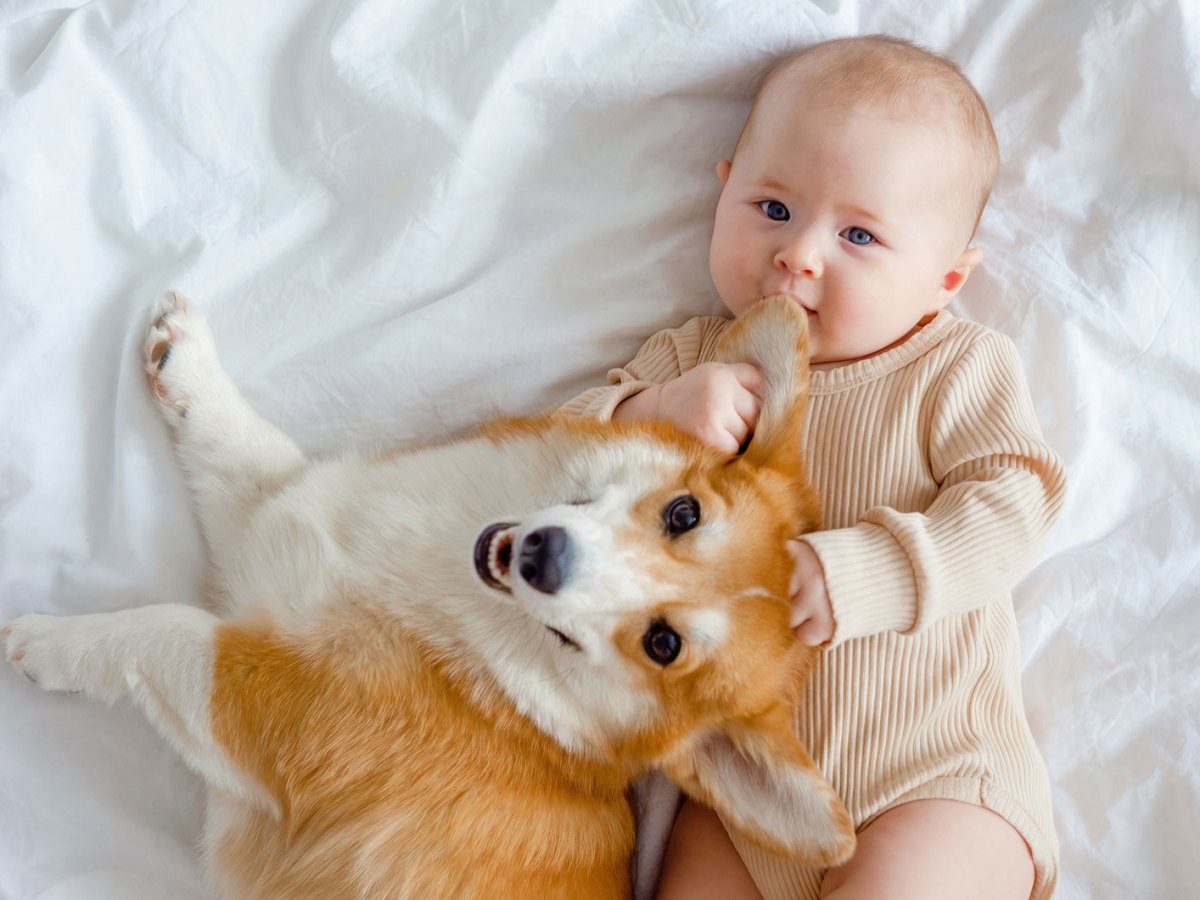 Baby und Hund liegen auf einem weiß bezogenen Bett. Das Baby hält ein Ohr des Hundes fest und an seinen Mund.