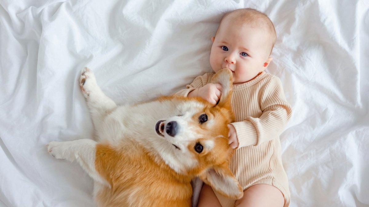 Baby und Hund liegen auf einem weiß bezogenen Bett. Das Baby hält ein Ohr des Hundes fest und an seinen Mund.