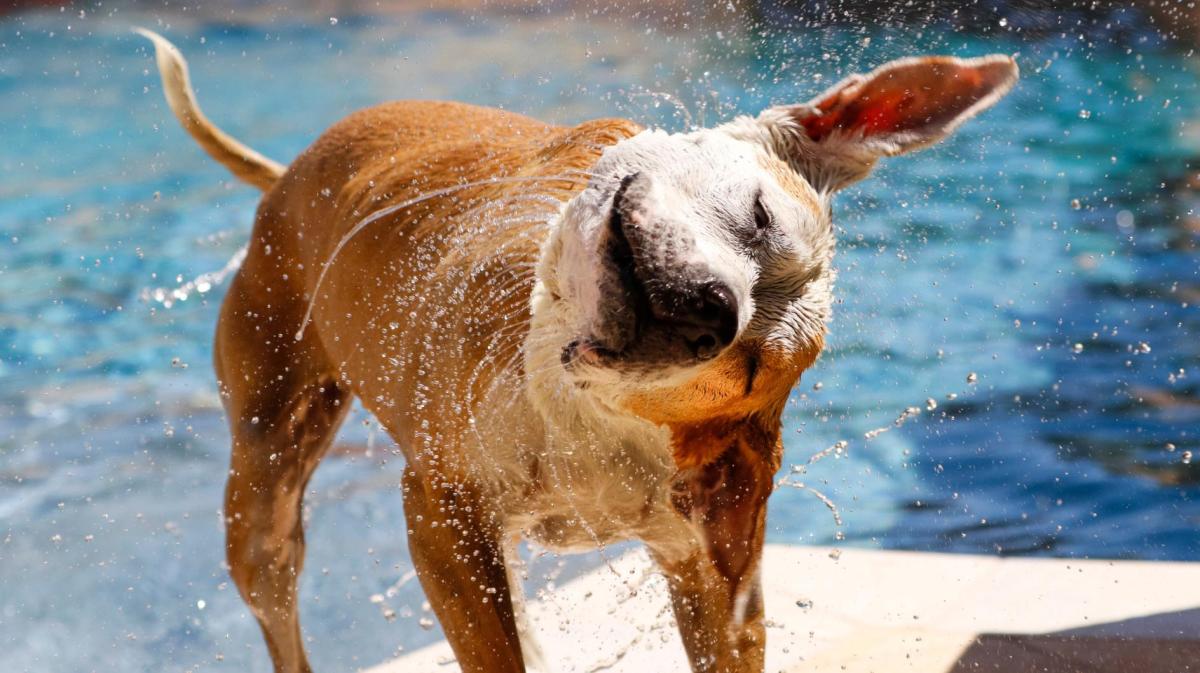 Hund schüttelt sich im Sommer nach dem Baden.