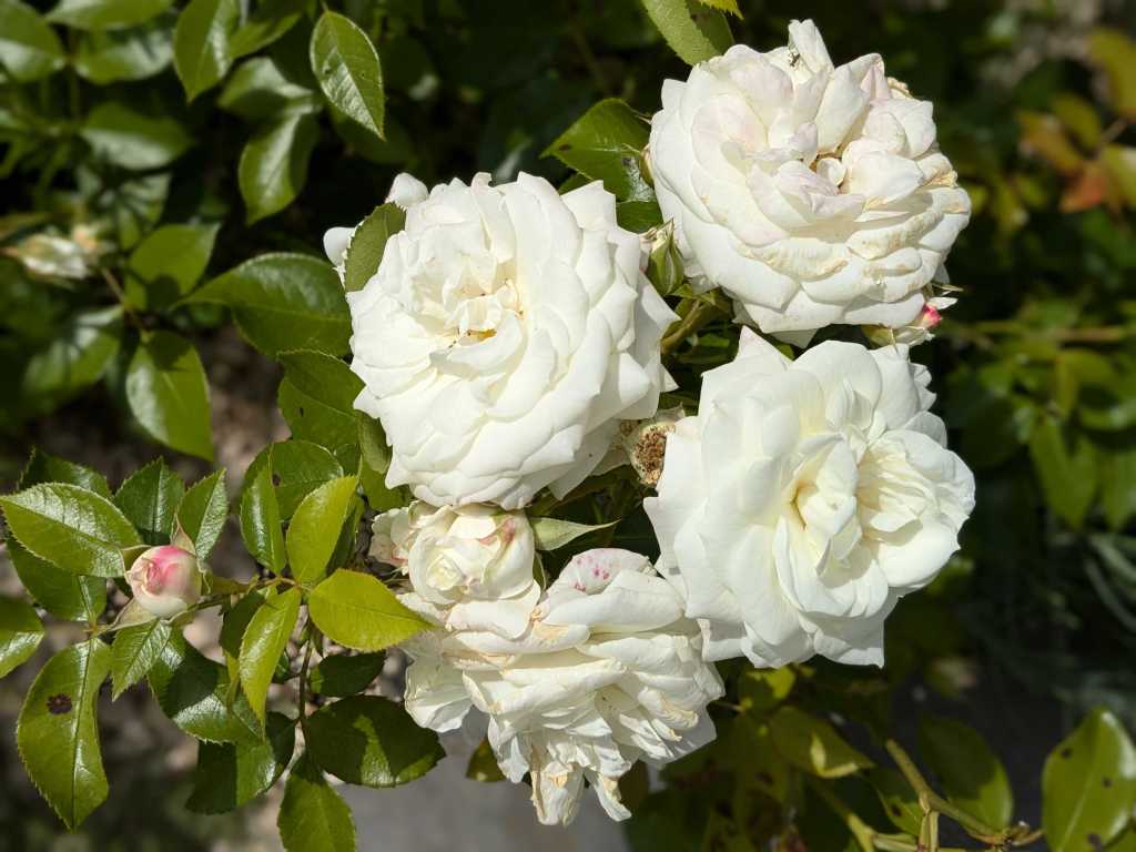 Weiße Rosen