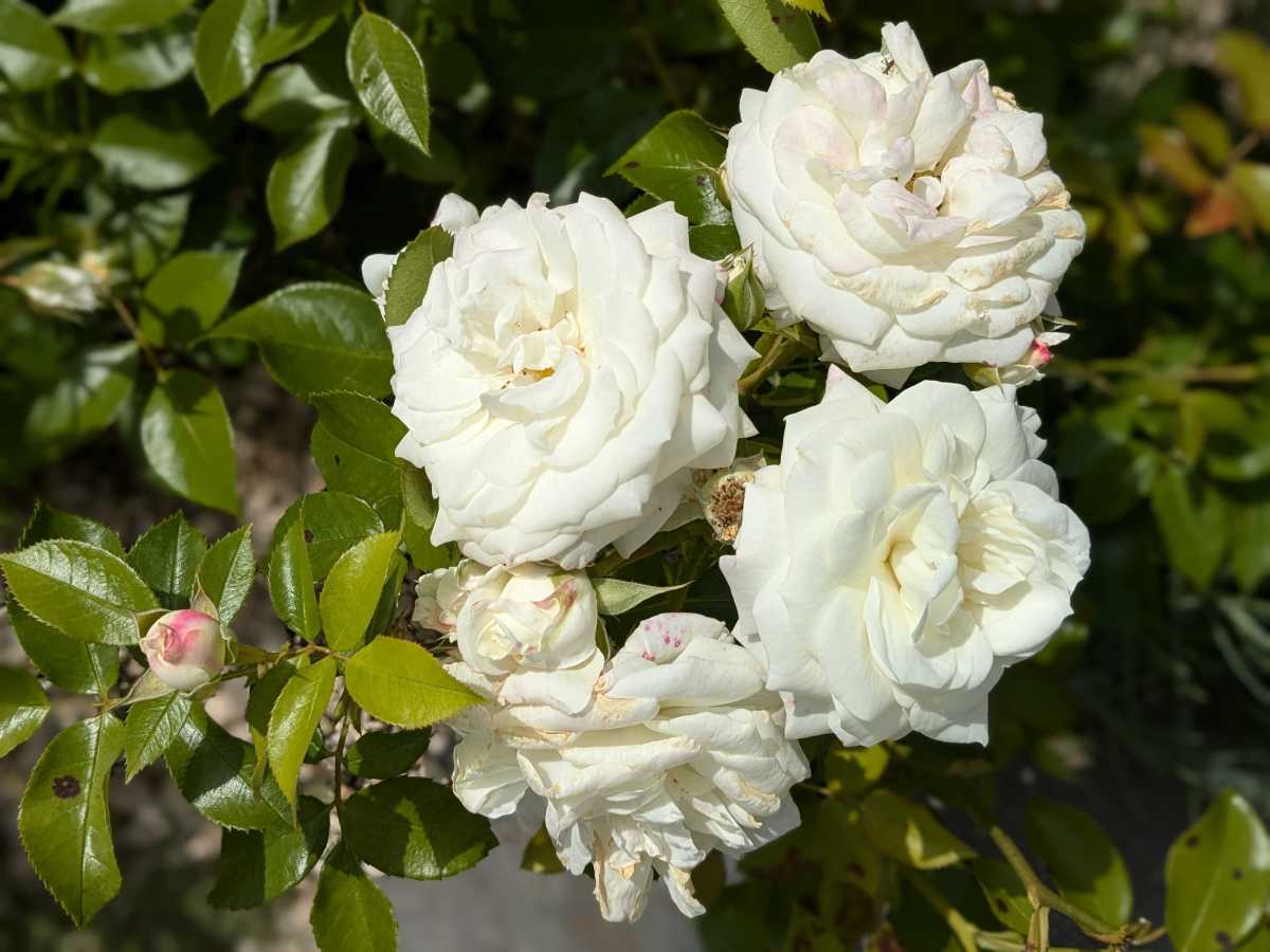 Weiße Rosen