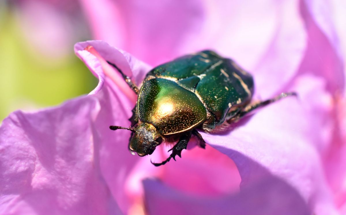 Ein Rosenkäfer sitzt auf einer violetten Blüte