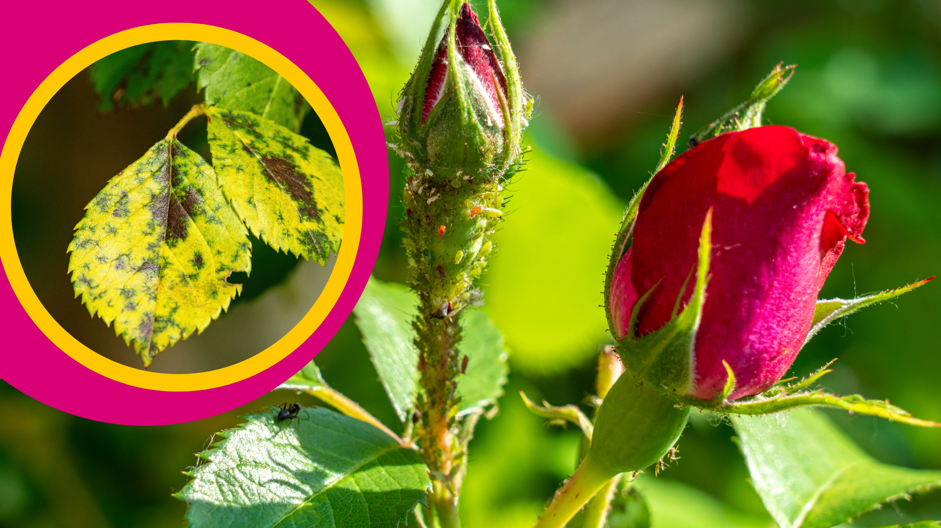 Blattl-use-und-Sternru-tau-auf-Rosen-So-bek-mpfst-du-beides-gleichzeitig