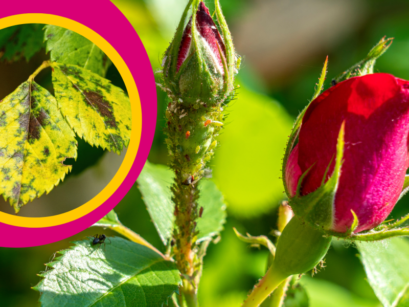 Rote Rose mit Blattläusen daneben Bild von Rosenrost auf Blättern