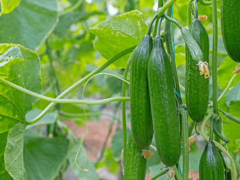 Gurken wachsen in einem Garten.