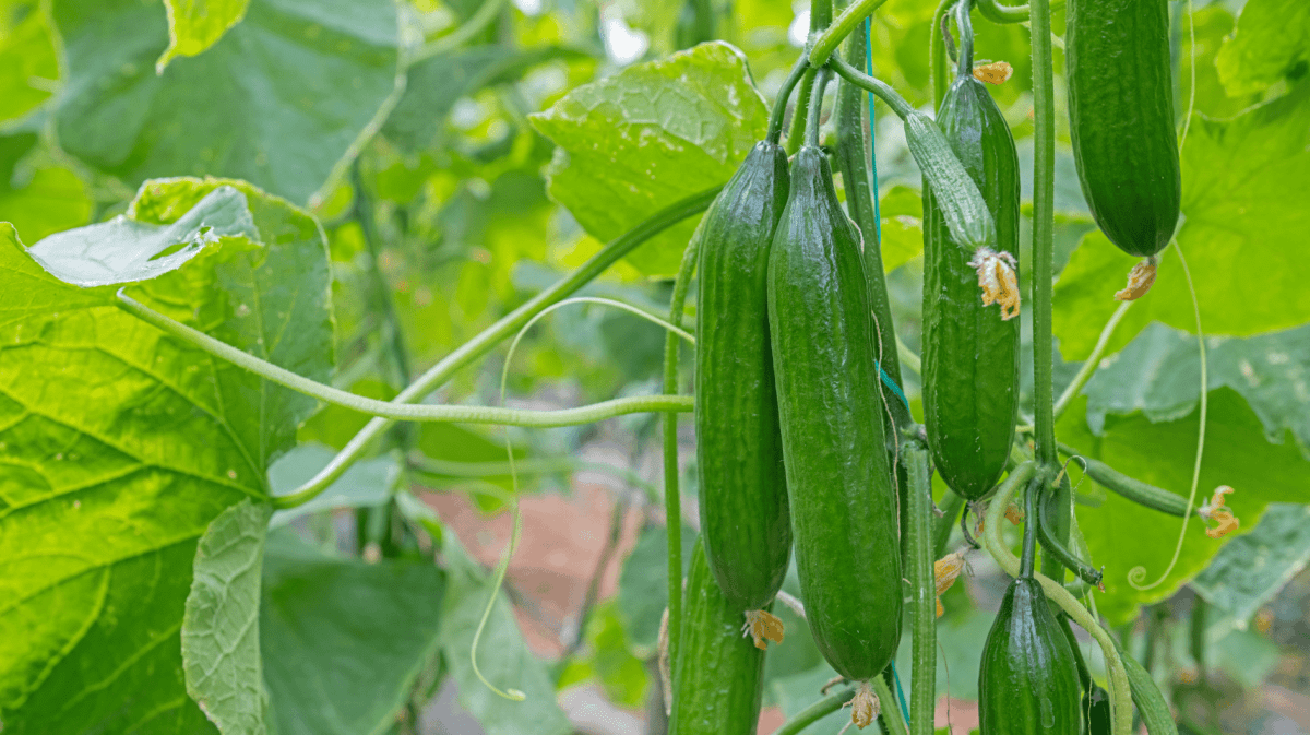 Gurken wachsen in einem Garten.