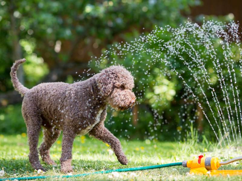 Brauner Hund spielt im Garten mit dem Rasensprenger, um sich abzukühlen