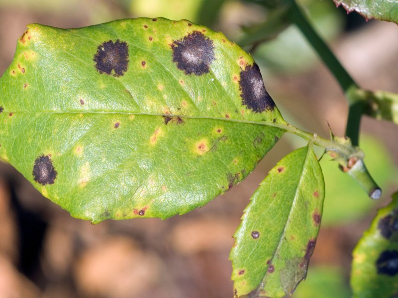 Blatt von Rosen mit Ringfleckenkrankheit.