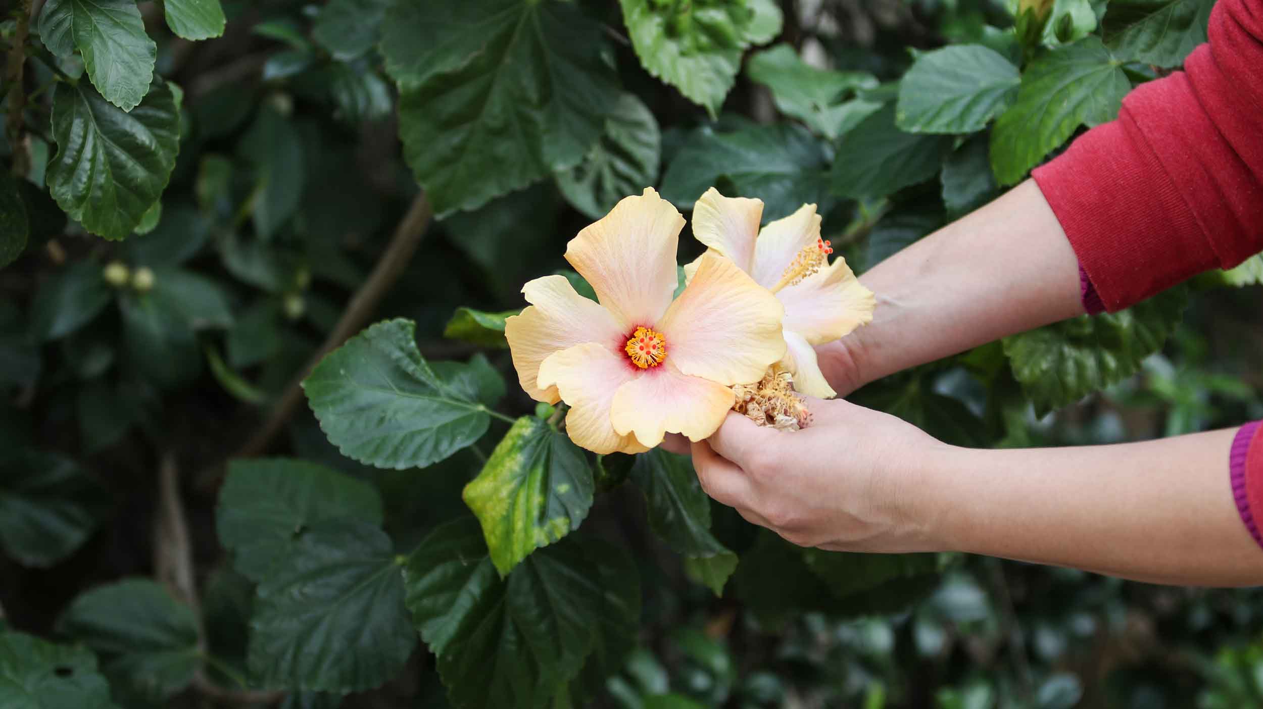 Hibiskus schneiden Darauf solltest du achten, damit er üppig blüht