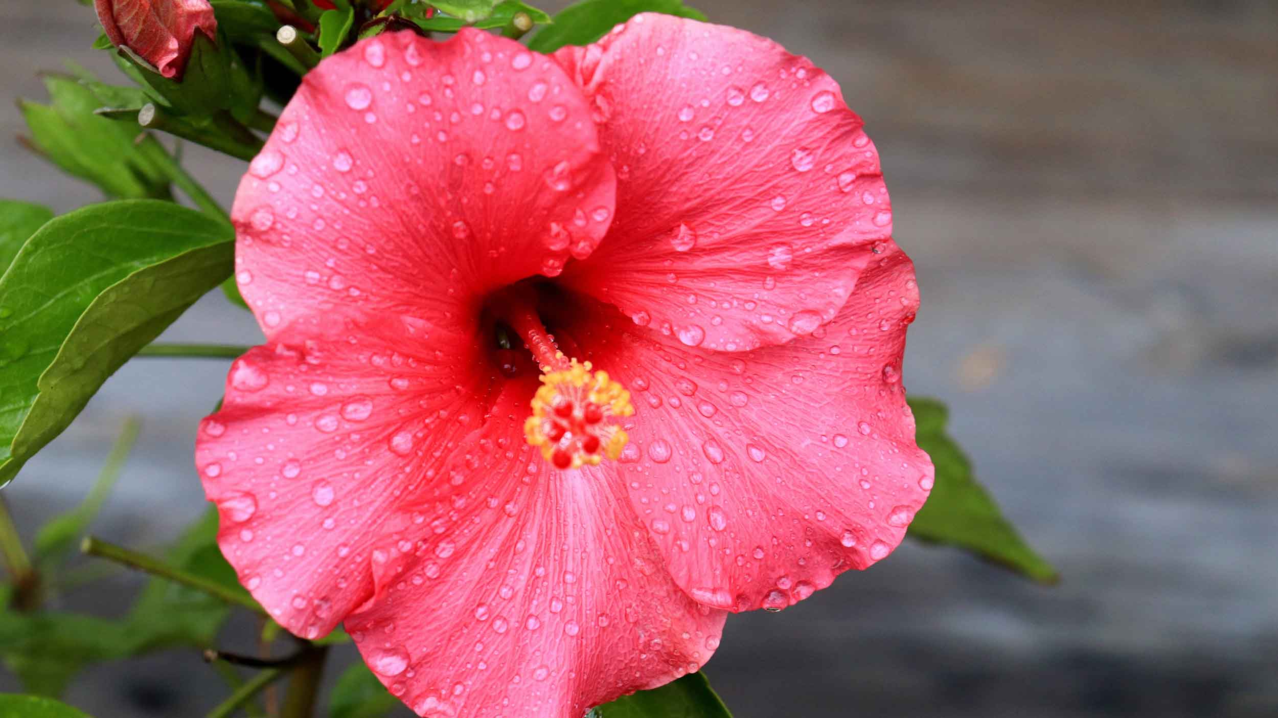 Der beste Standort für Hibiskus Hier blüht Eibisch am stärksten