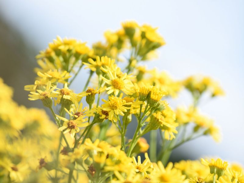 Blüten der Jakobskreuzkraut-Pflanze
