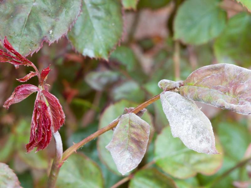Rosenblätter, die von echtem Mehltau befallen sind.
