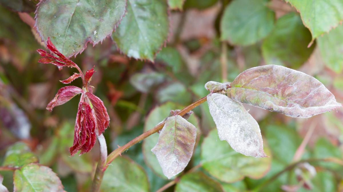 Rosenblätter, die von echtem Mehltau befallen sind.