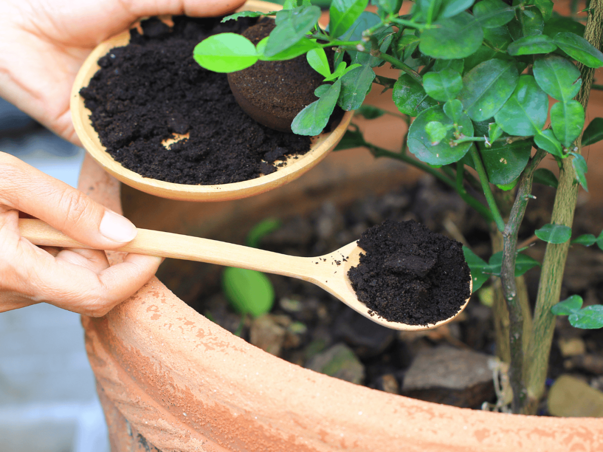 Person benutzt Kaffeesatz als Dünger im Garten.