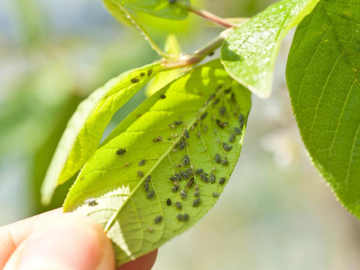 Frau hält ein Blatt, auf dem sich viele Blattläuse befinden.