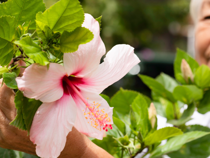Eine ältere Frau schneidet eine Hibiskusblüte ab