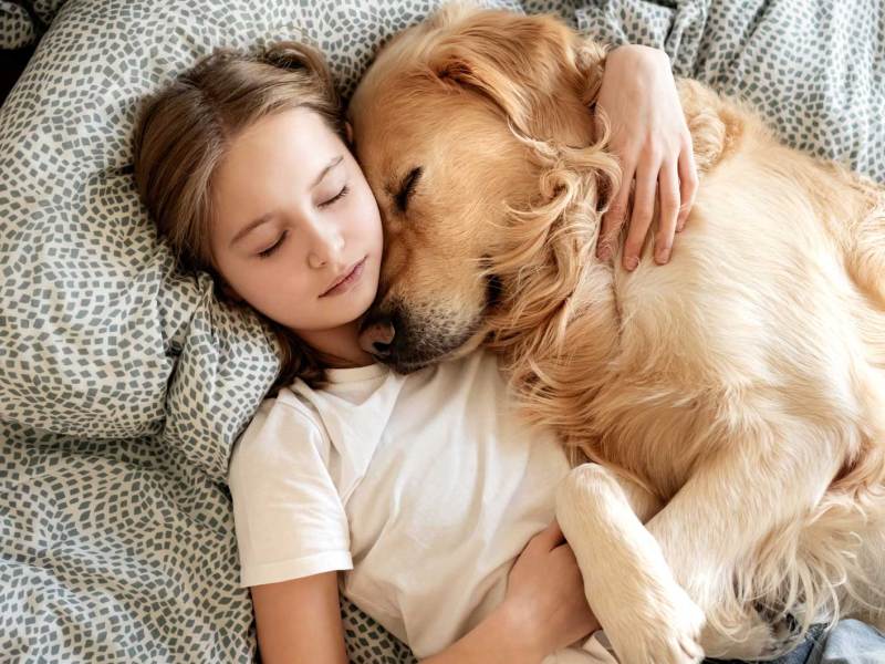 Mädchen, ca. 10 Jahre alt, umarmt einen Golden Retriever im Bett und beide schlafen.