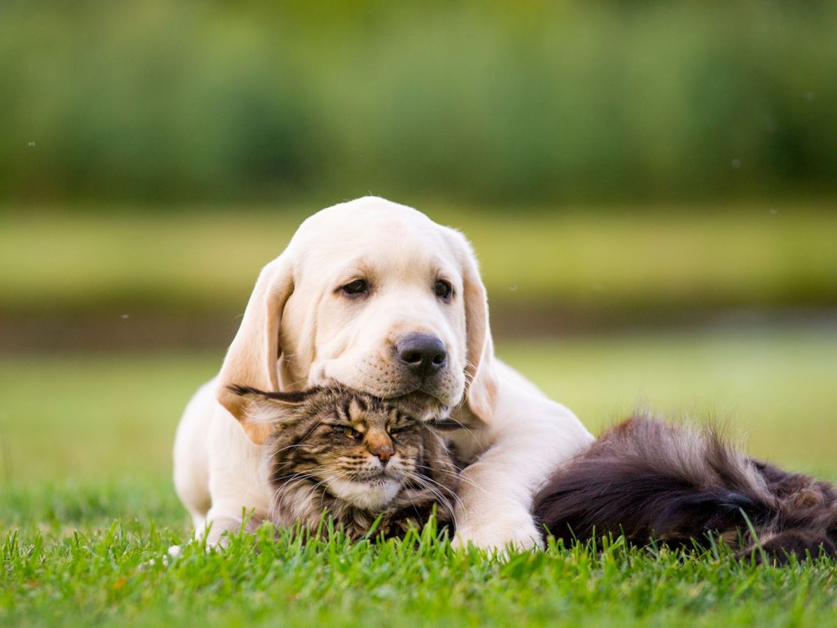 Ein Labrador und eine Katze kuscheln auf einer Wiese