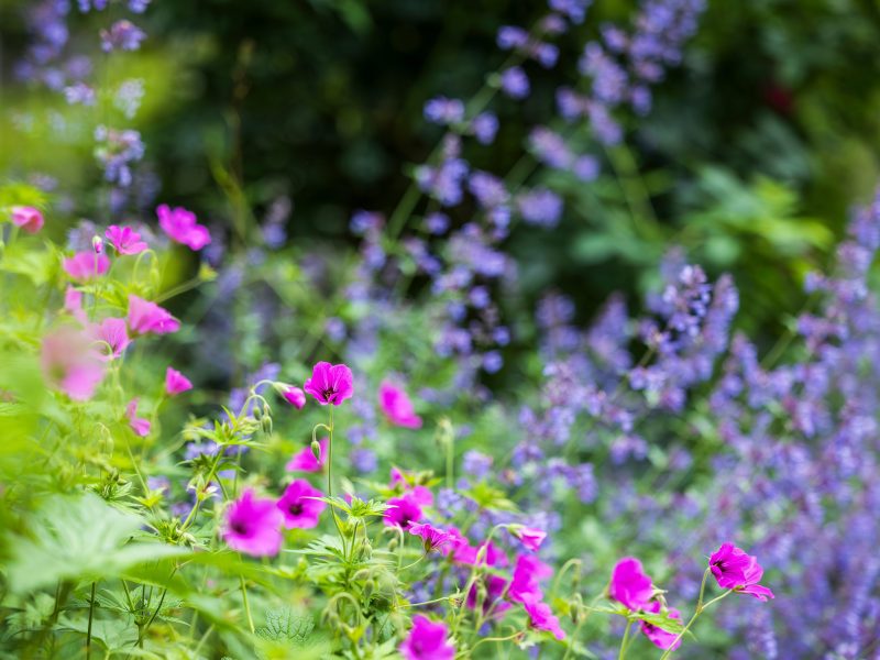 Heimische Wildstauden in Pink und Blau