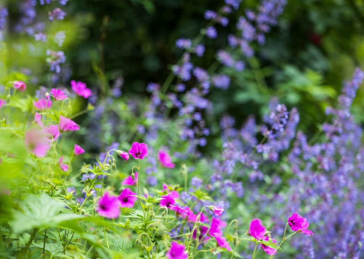 Heimische Wildstauden in Pink und Blau
