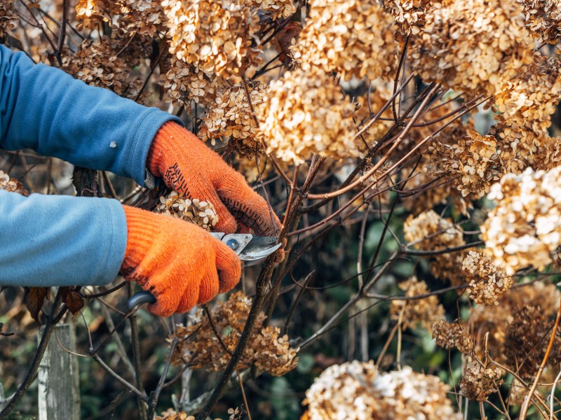 Rispenhortensie wird mit Schere geschnitten