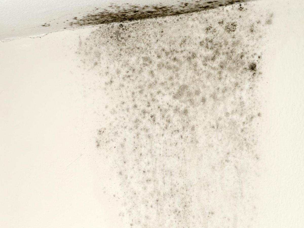 Schwarzer Schimmel an der Wand.