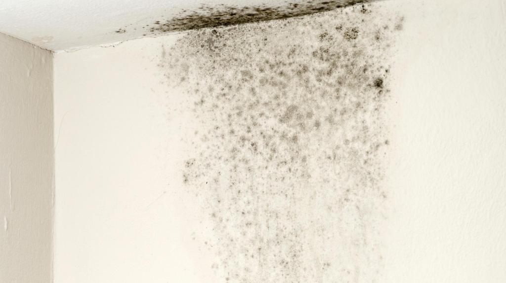 Schwarzer Schimmel an der Wand? So wirst du die Flecken ohne Rückstände los