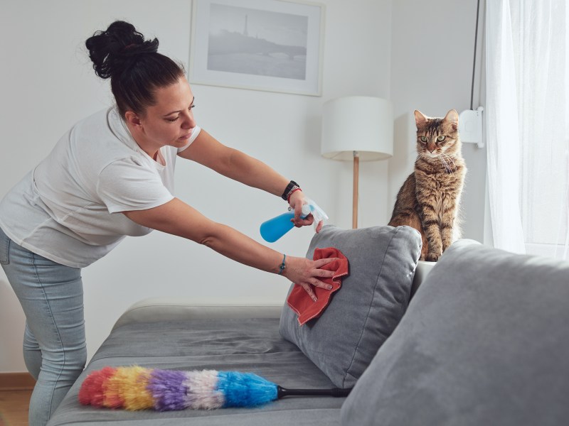 Frühjahrsputz: Frau reinigt Sofa, darauf sitzt Katze