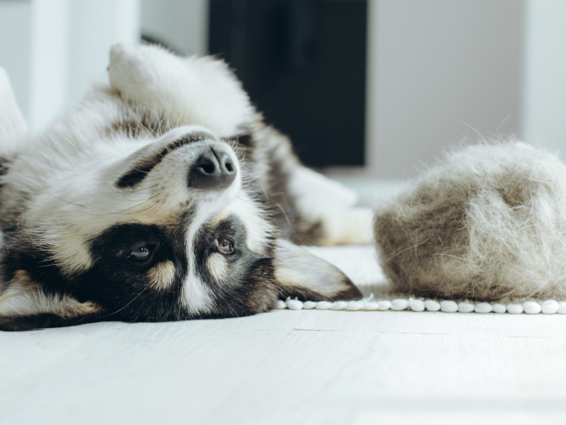 Schöner Corgi Hund mit ausgebürstetem Fell auf dem Boden liegend. Flauschiges Hündchen haart und verteilt Fell jährlich im Frühjahr oder Herbst zu Hause. Hygiene Allergie Tierpflege Konzept.