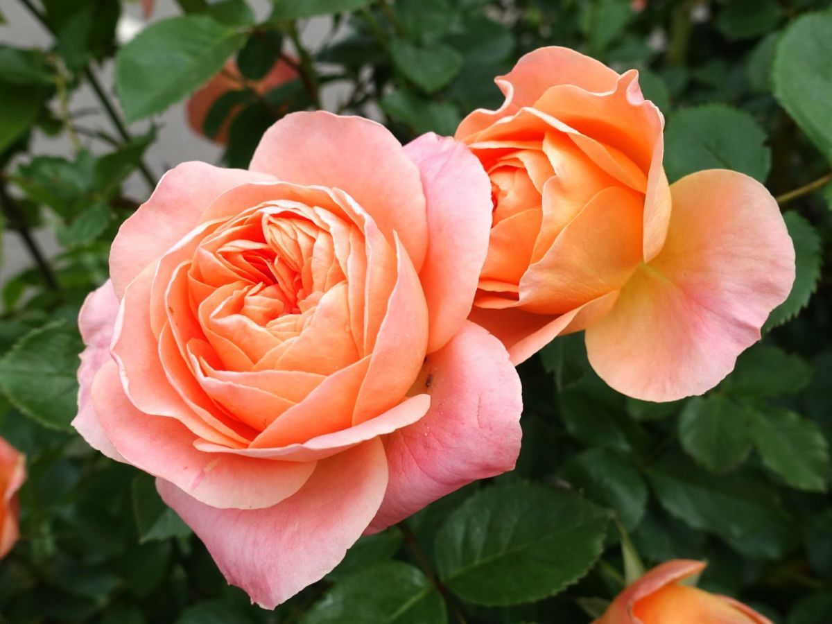 Apricot farbene Rose
