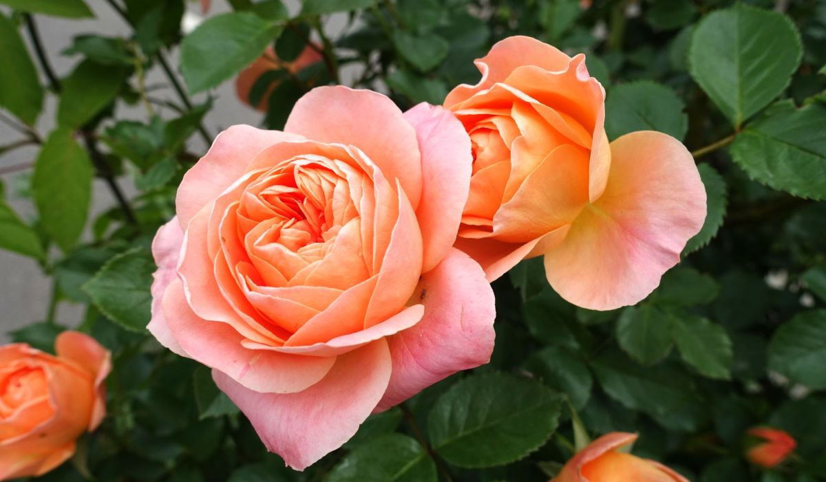 Apricot farbene Rose