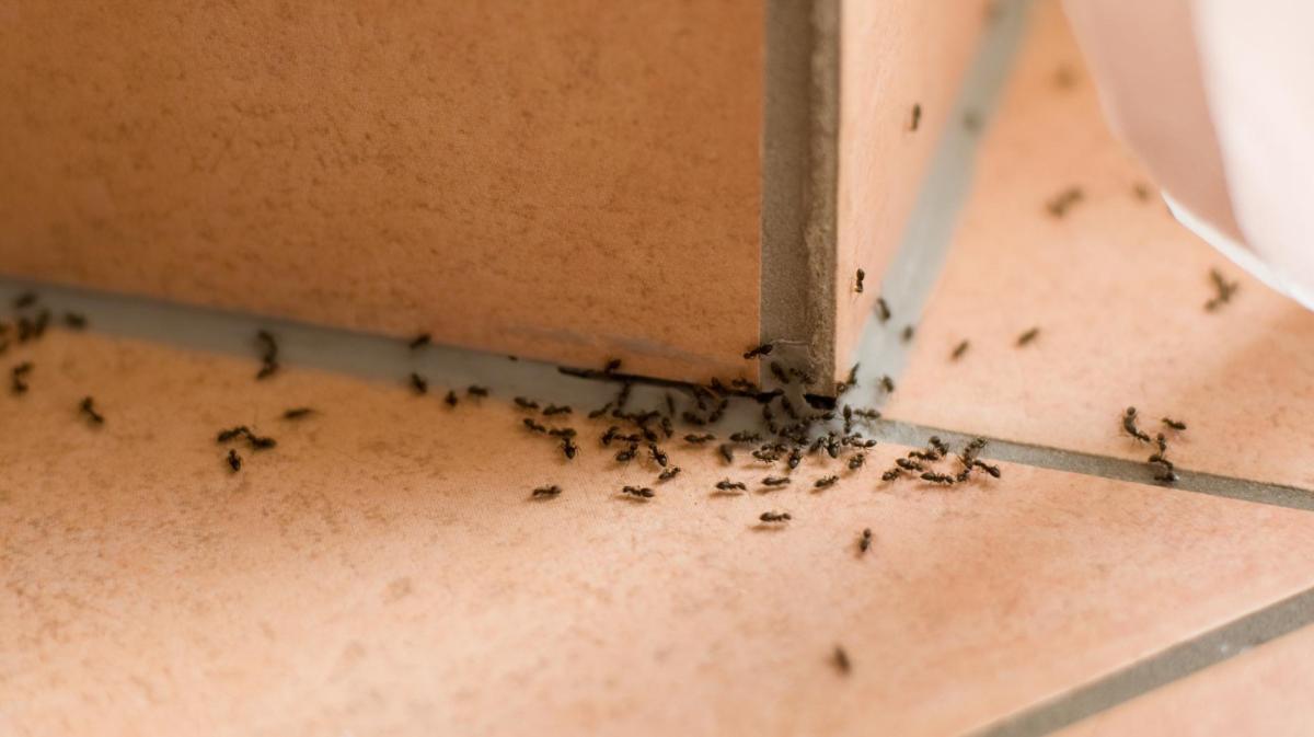 Zahlreiche kleine schwarze Ameisen krabbeln in einer Ecke über beige Fliesen in ein winziges Loch an der Wandfuge.