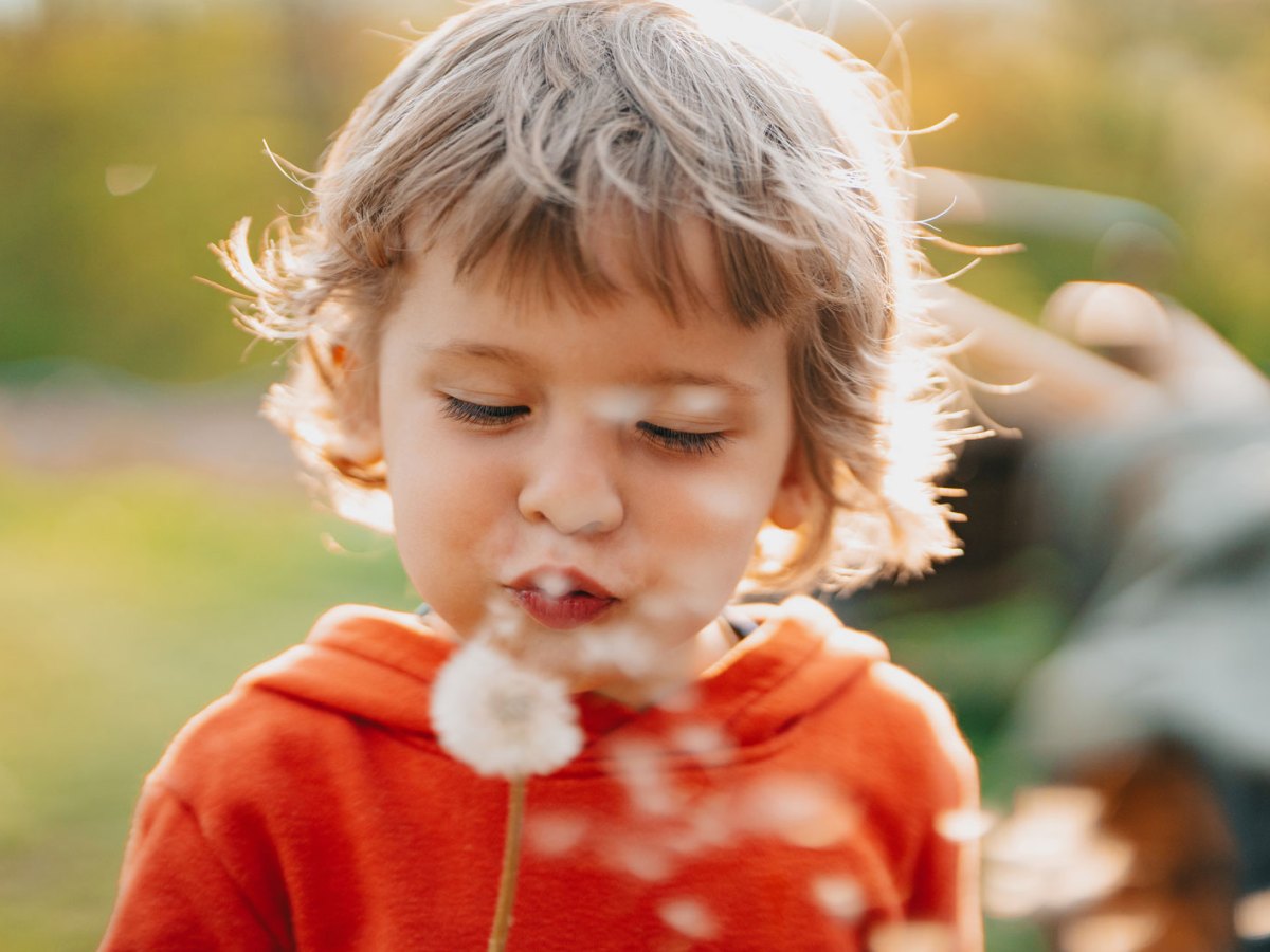 Junge, ca. 5 Jahre, pustet die Samen einer Pusteblume in alle Himmelsrichtungen.